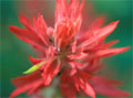 Indian paintbrush, Montana